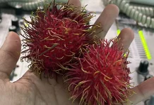 Manfaat Buah Rambutan yang Jarang Diketahui